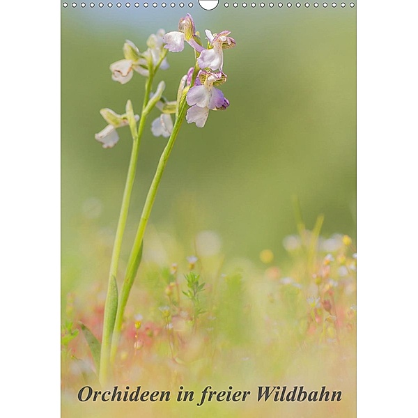 Orchideen in freier Wildbahn (Wandkalender 2021 DIN A3 hoch), Peter Danis