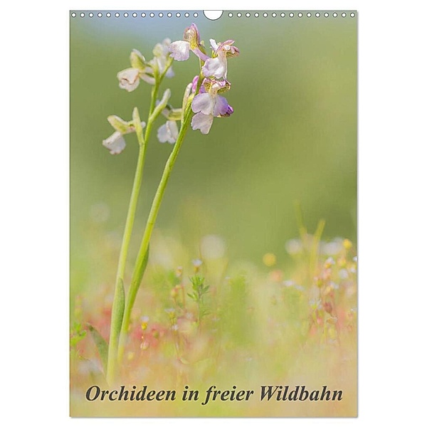 Orchideen in freier Wildbahn (Wandkalender 2024 DIN A3 hoch), CALVENDO Monatskalender, Peter Danis