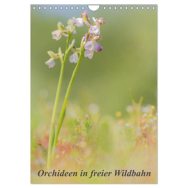 Orchideen in freier Wildbahn (Wandkalender 2024 DIN A4 hoch), CALVENDO Monatskalender, Peter Danis