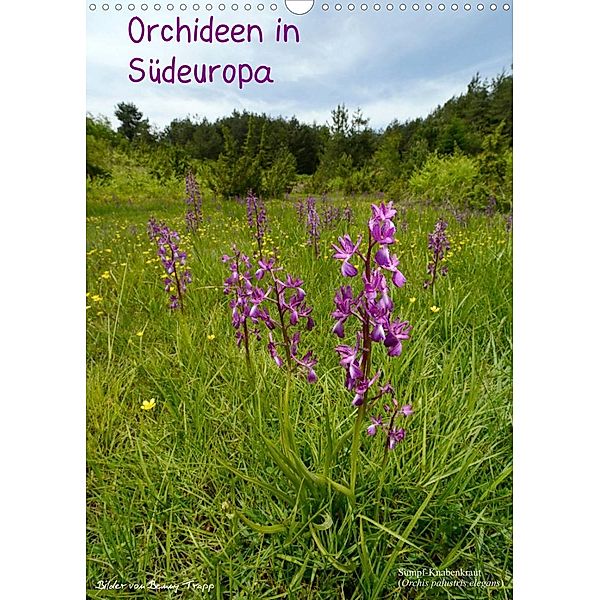 Orchideen in Südeuropa (Wandkalender 2023 DIN A3 hoch), Benny Trapp