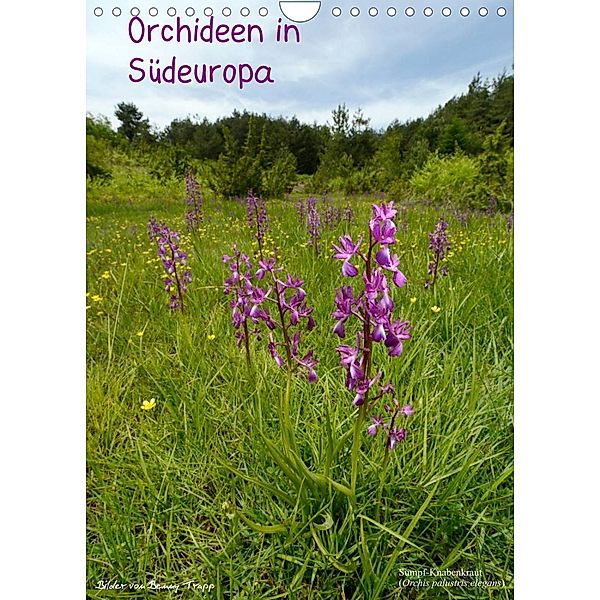 Orchideen in Südeuropa (Wandkalender 2023 DIN A4 hoch), Benny Trapp