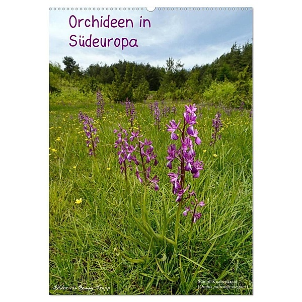 Orchideen in Südeuropa (Wandkalender 2024 DIN A2 hoch), CALVENDO Monatskalender, Benny Trapp