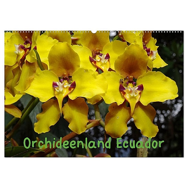 Orchideenland Ecuador (Wandkalender 2024 DIN A2 quer), CALVENDO Monatskalender, Klaus Kettler