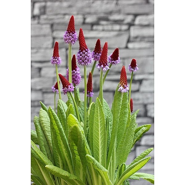 Orchideenprimel, Primula vialii, 4 Pflanzen