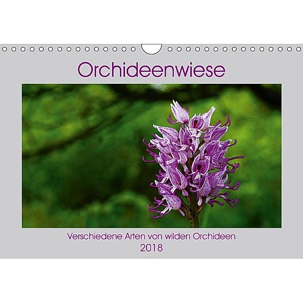 Orchideenwiese 2018 (Wandkalender 2018 DIN A4 quer) Dieser erfolgreiche Kalender wurde dieses Jahr mit gleichen Bildern, Jana Sura