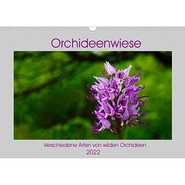 Orchideenwiese  2022 (Wandkalender 2022 DIN A3 quer), Jana Sura