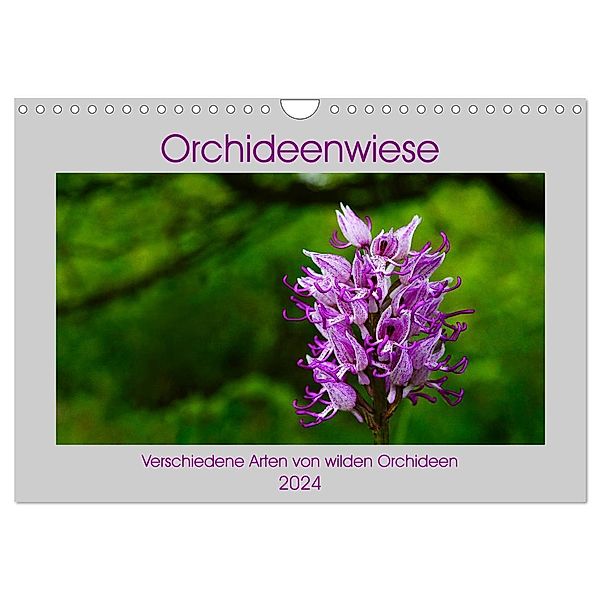 Orchideenwiese 2024 (Wandkalender 2024 DIN A4 quer), CALVENDO Monatskalender, Jana Sura