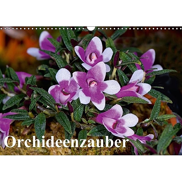 Orchideenzauber (Wandkalender 2017 DIN A3 quer), Eerika Schulz