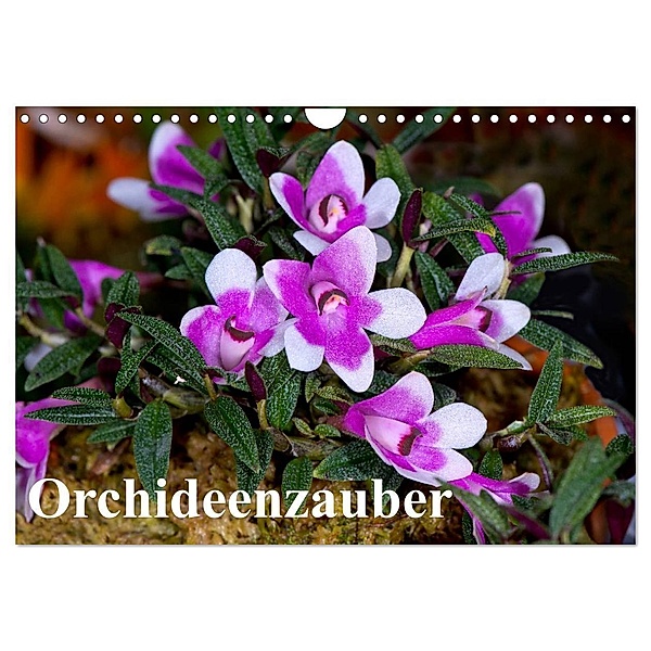 Orchideenzauber (Wandkalender 2024 DIN A4 quer), CALVENDO Monatskalender, Eerika Schulz