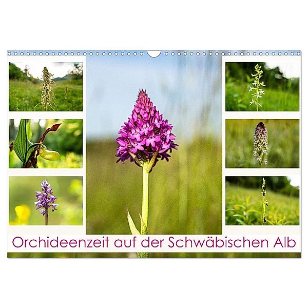 Orchideenzeit auf der Schwäbischen Alb (Wandkalender 2024 DIN A3 quer), CALVENDO Monatskalender, Monika Scheurer