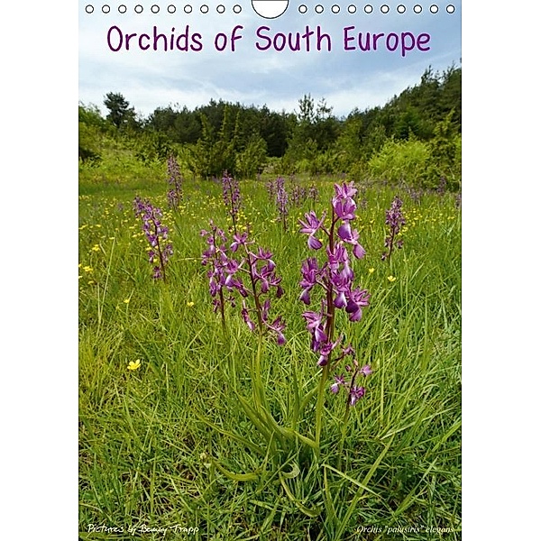 Orchids of South Europe 2017 / UK-Version (Wall Calendar 2017 DIN A4 Portrait), Benny Trapp