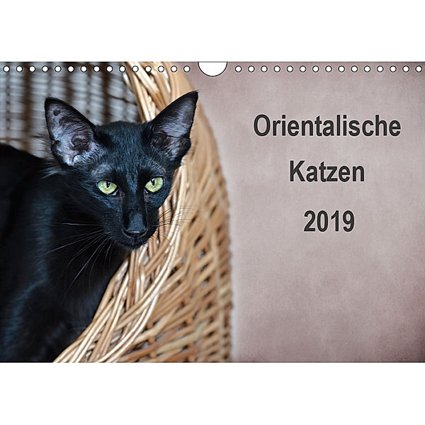 Orientalische Katzen (Wandkalender 2019 DIN A4 quer), Heidi Bollich