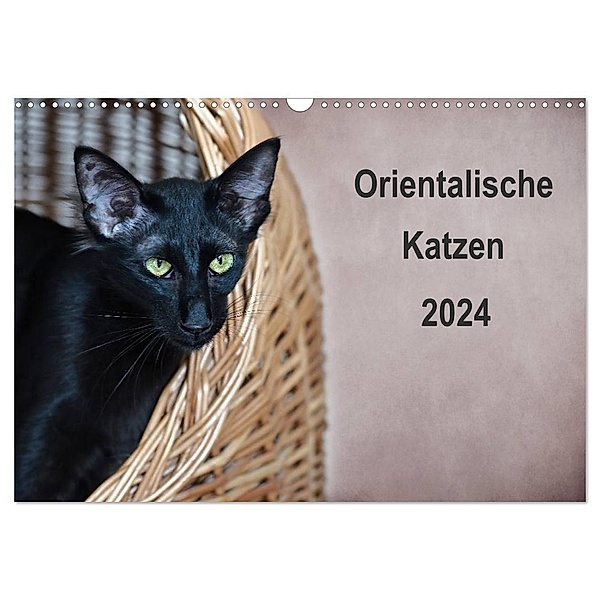 Orientalische Katzen (Wandkalender 2024 DIN A3 quer), CALVENDO Monatskalender, Heidi Bollich
