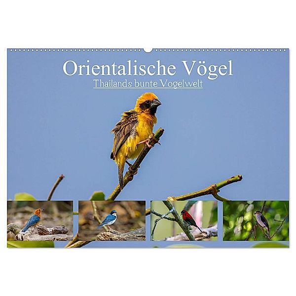Orientalische Vögel - Thailands bunte Vogelwelt (Wandkalender 2024 DIN A2 quer), CALVENDO Monatskalender, Arne Wünsche