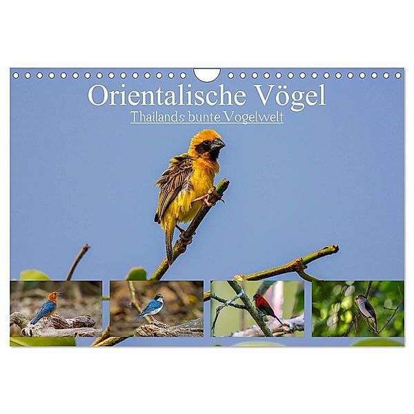 Orientalische Vögel - Thailands bunte Vogelwelt (Wandkalender 2024 DIN A4 quer), CALVENDO Monatskalender, Arne Wünsche