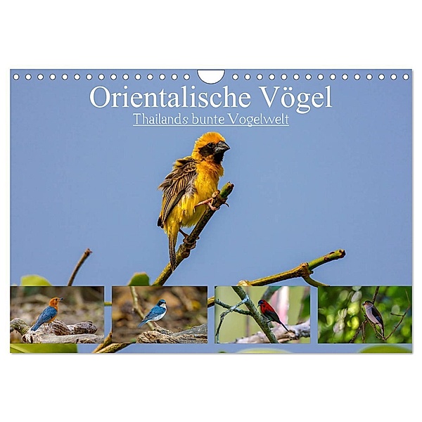 Orientalische Vögel - Thailands bunte Vogelwelt (Wandkalender 2025 DIN A4 quer), CALVENDO Monatskalender, Calvendo, Arne Wünsche