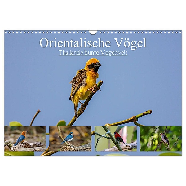 Orientalische Vögel - Thailands bunte Vogelwelt (Wandkalender 2025 DIN A3 quer), CALVENDO Monatskalender, Calvendo, Arne Wünsche