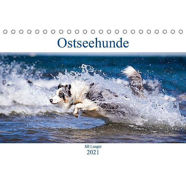 Ostseehunde (Tischkalender 2021 DIN A5 quer), Jill Langer