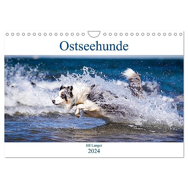 Ostseehunde (Wandkalender 2024 DIN A4 quer), CALVENDO Monatskalender, Jill Langer
