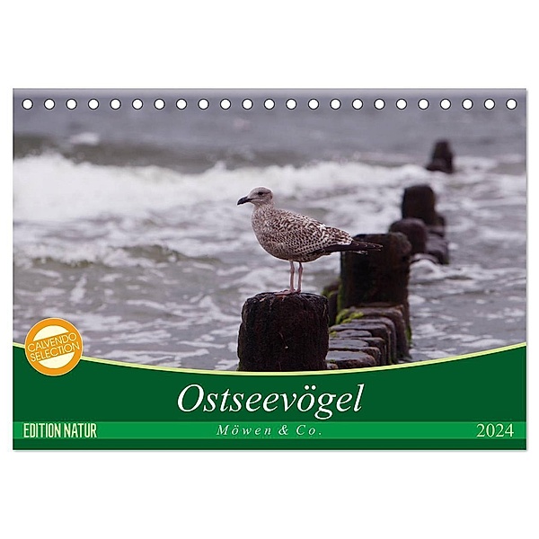 Ostseevögel (Tischkalender 2024 DIN A5 quer), CALVENDO Monatskalender, Angela Münzel-Hashish - www.tierphotografie.com