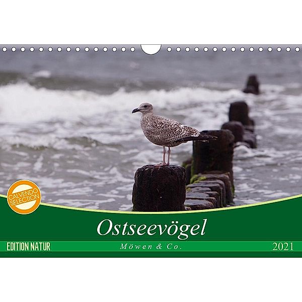 Ostseevögel (Wandkalender 2021 DIN A4 quer), Angela Münzel-Hashish - www.tierphotografie.com