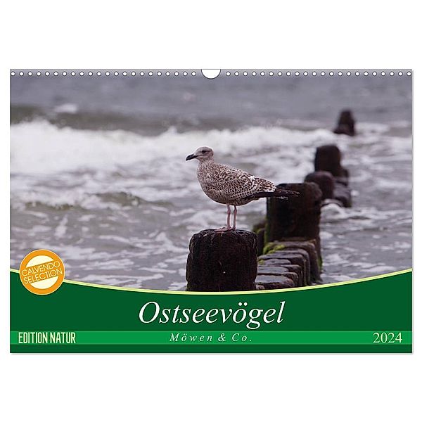 Ostseevögel (Wandkalender 2024 DIN A3 quer), CALVENDO Monatskalender, Angela Münzel-Hashish - www.tierphotografie.com