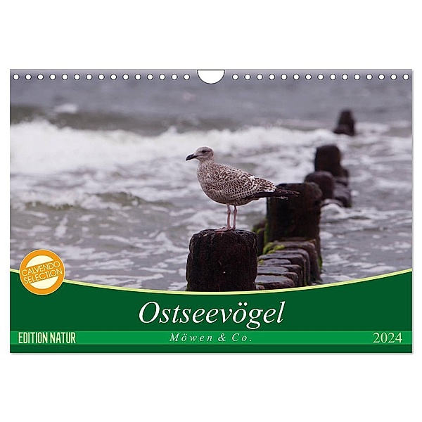 Ostseevögel (Wandkalender 2024 DIN A4 quer), CALVENDO Monatskalender, Angela Münzel-Hashish - www.tierphotografie.com