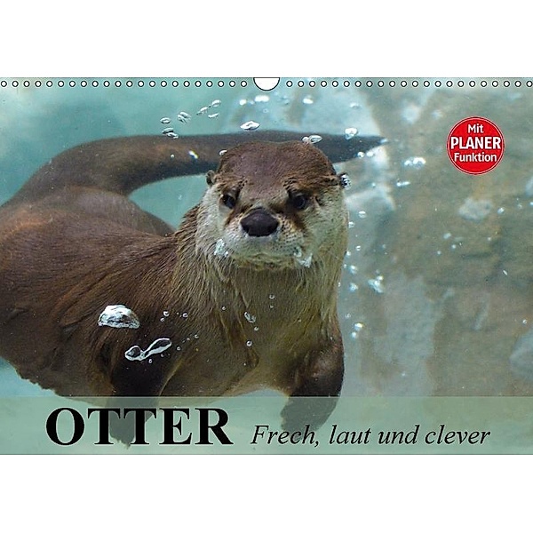 Otter. Frech, laut und clever (Wandkalender 2017 DIN A3 quer), Elisabeth Stanzer