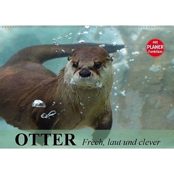 Otter. Frech, laut und clever (Wandkalender 2020 DIN A2 quer), Elisabeth Stanzer