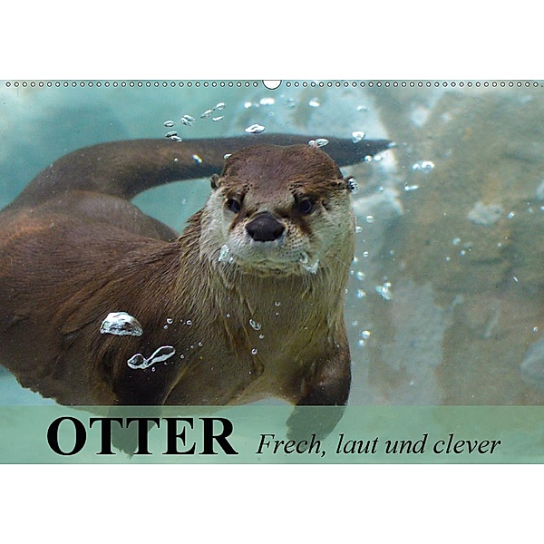 Otter. Frech, laut und clever (Wandkalender 2020 DIN A2 quer), Elisabeth Stanzer