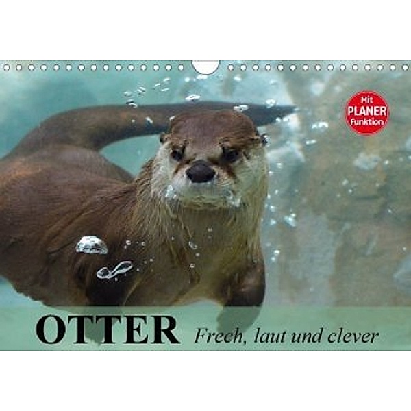 Otter. Frech, laut und clever (Wandkalender 2020 DIN A4 quer), Elisabeth Stanzer