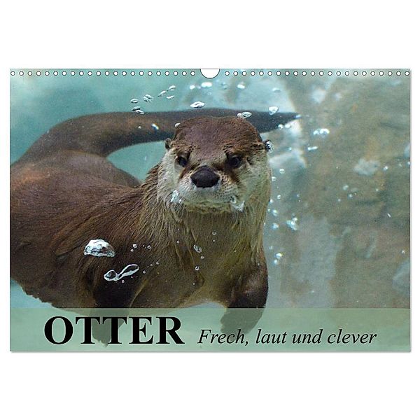 Otter. Frech, laut und clever (Wandkalender 2024 DIN A3 quer), CALVENDO Monatskalender, Elisabeth Stanzer