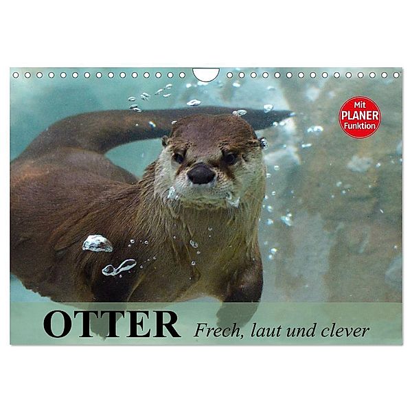 Otter. Frech, laut und clever (Wandkalender 2024 DIN A4 quer), CALVENDO Monatskalender, Elisabeth Stanzer