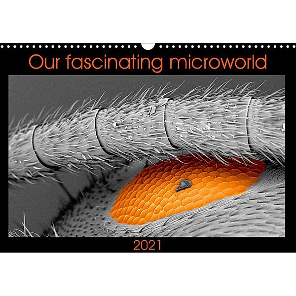 Our fascinating microworld (Wall Calendar 2021 DIN A3 Landscape), Nathalie Braun