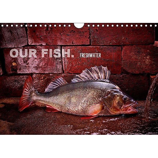 OUR FISH. FRESHWATER. (Wall Calendar 2019 DIN A4 Landscape), arne morgenstern