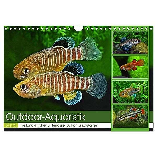 Outdoor-Aquaristik (Wandkalender 2025 DIN A4 quer), CALVENDO Monatskalender, Calvendo, Rudolf Pohlmann