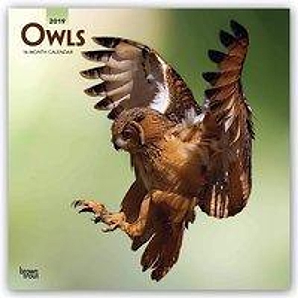 Owls 2019 Square, Inc Browntrout Publishers