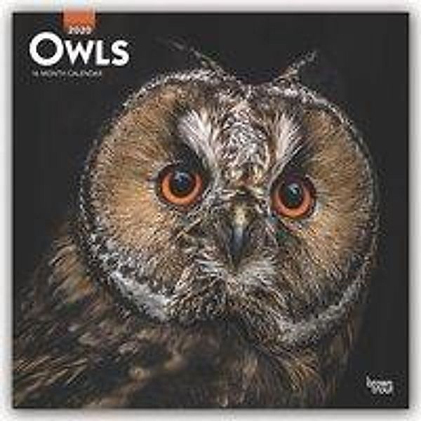 Owls - Eulen 2020 - 16-Monatskalender, BrownTrout Publisher