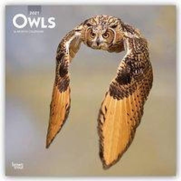 Owls - Eulen 2021 - 16-Monatskalender, Owls 2021