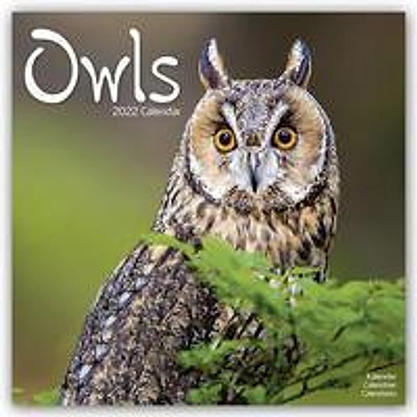 Owls - Eulen 2022 - 16-Monatskalender, Avonside Publishing Ltd