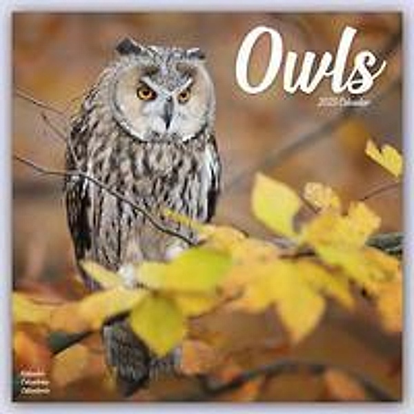 Owls - Eulen 2023 - 16-Monatskalender, Avonside Publishing Ltd