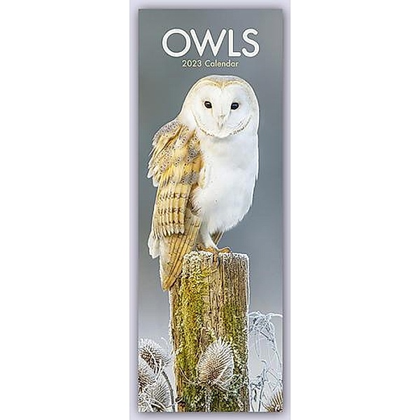 Owls - Eulen 2023