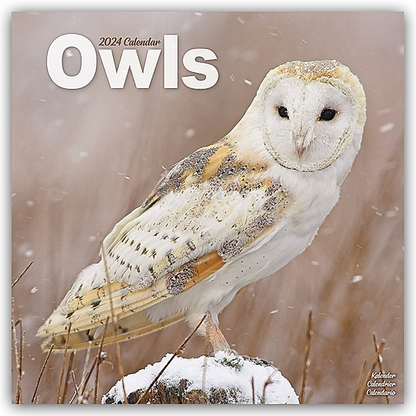 Owls - Eulen 2024 - 16-Monatskalender, Avonside Publishing Ltd