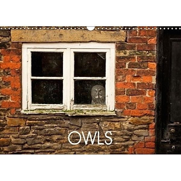 Owls (Wall Calendar 2017 DIN A3 Landscape), Mark Bridger