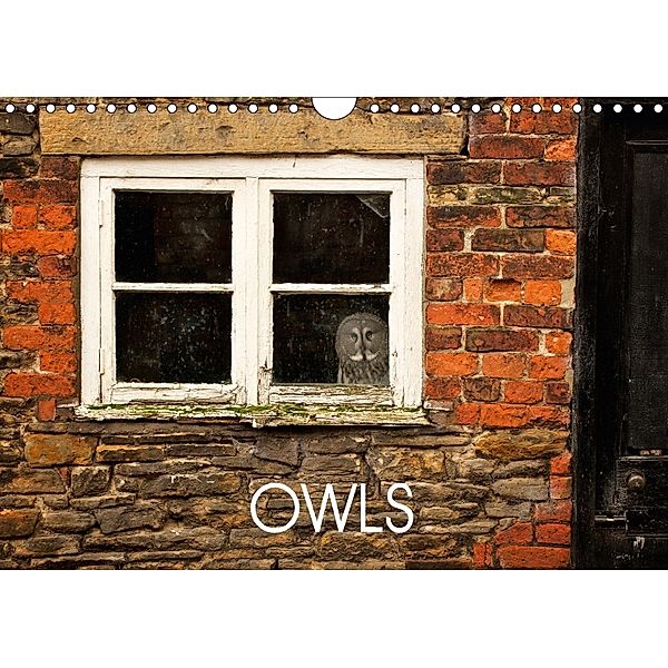 Owls (Wall Calendar 2018 DIN A4 Landscape), Mark bridger
