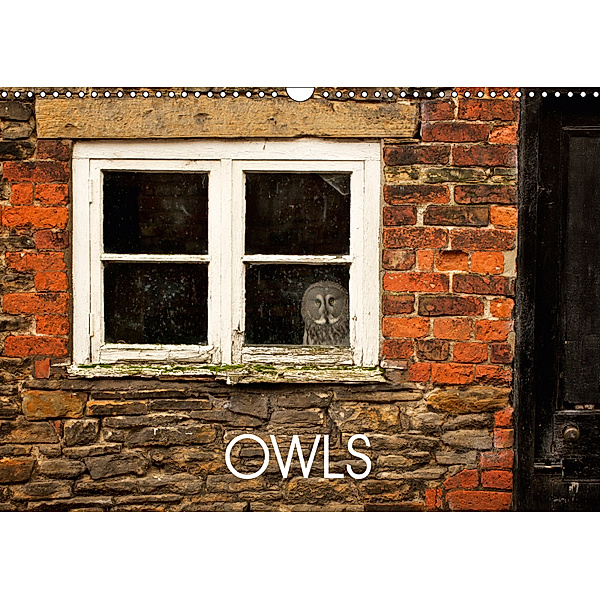 Owls (Wall Calendar 2019 DIN A3 Landscape), Mark bridger