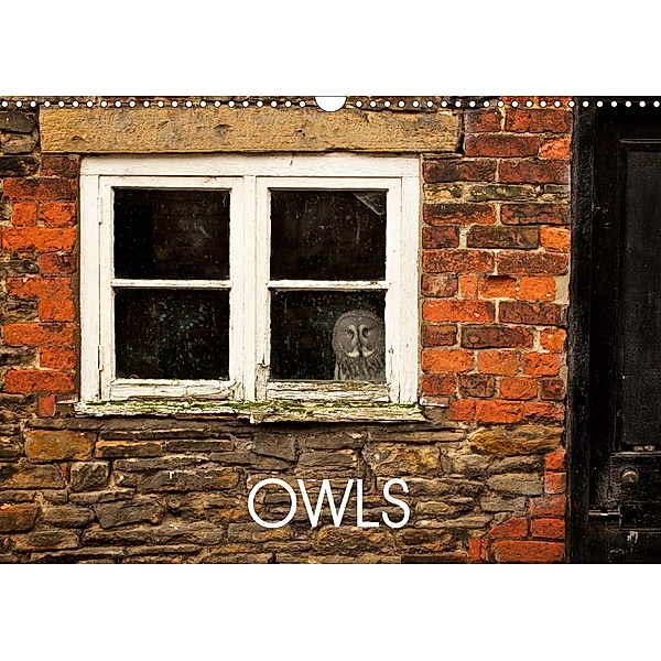 Owls (Wall Calendar 2021 DIN A3 Landscape), Mark Bridger