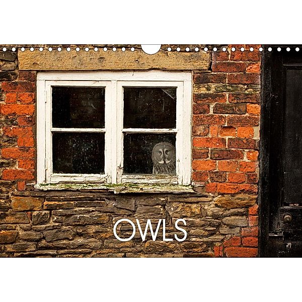 Owls (Wall Calendar 2021 DIN A4 Landscape), Mark Bridger