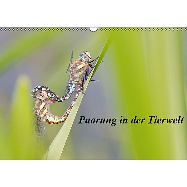 Paarung in der Tierwelt (Wandkalender 2019 DIN A3 quer), Wilfried Martin