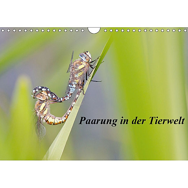 Paarung in der Tierwelt (Wandkalender 2019 DIN A4 quer), Wilfried Martin